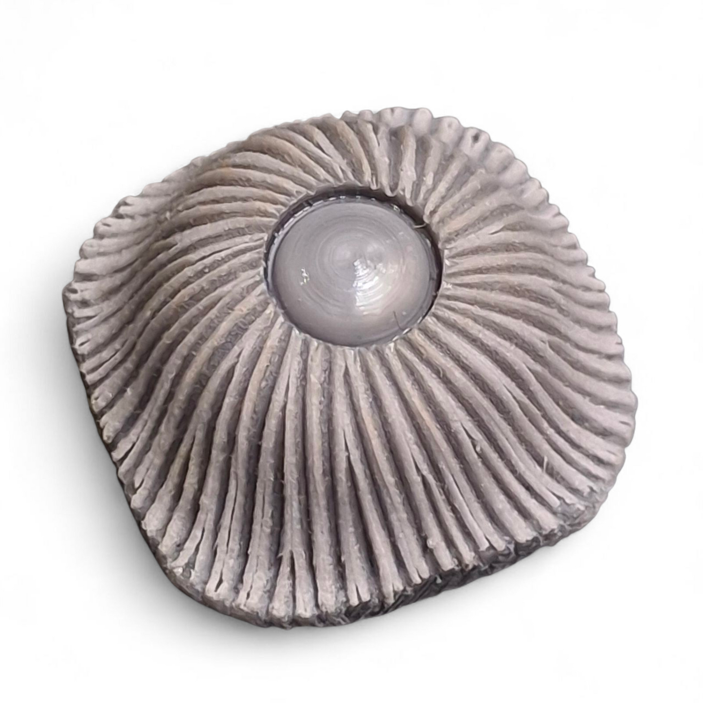 Bottone Vintage in Galalite Grigio Ø 16-23 mm – Stile Anni ’60/’70 #0113