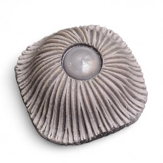 Bottone Vintage in Galalite Grigio Ø 16-23 mm – Stile Anni ’60/’70 #0113